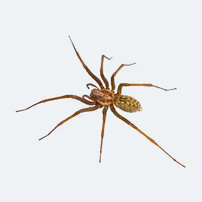 se débarrasser des araignées