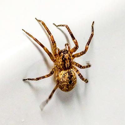 se débarrasser des araignées