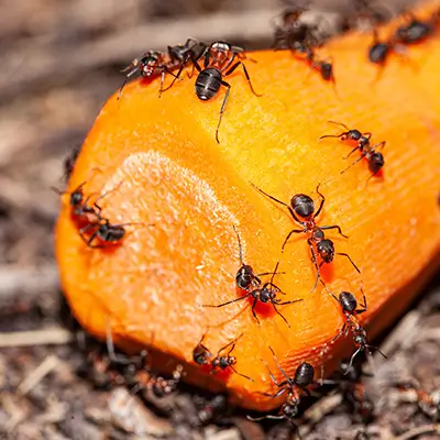 élimination de fourmis
