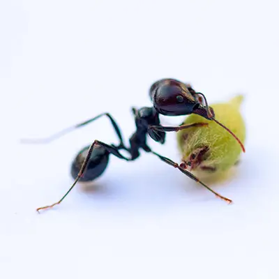 élimination de fourmis