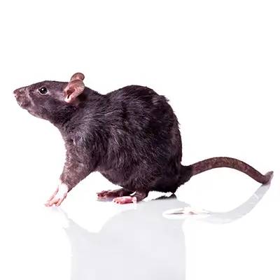 rat noir