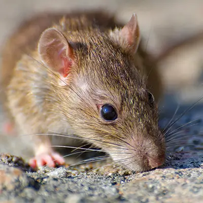 rat