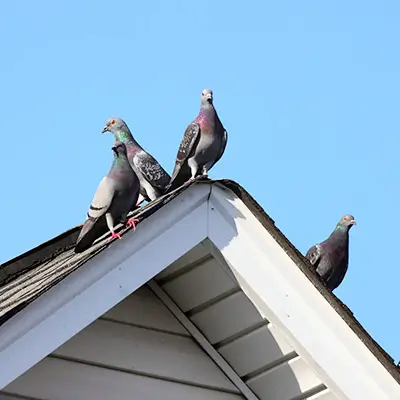 dépigeonnage Lausanne