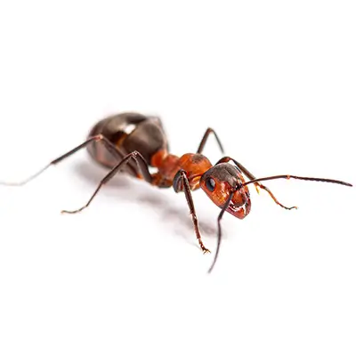 fourmis, insecte, désinsectisation professionnelle Lausanne
