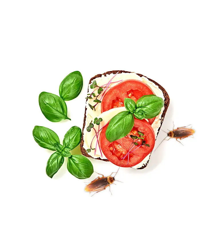 cafard mange sandwich