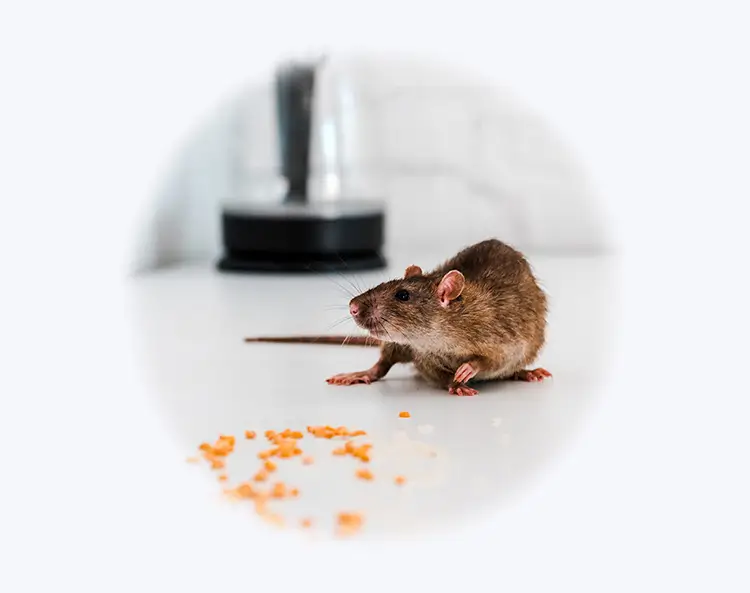 deratisation de rat brun vaud, entreprise de lutte contre rats à lausanne