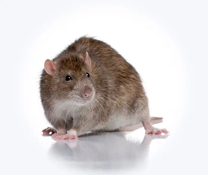 rat brun, infestation vaud