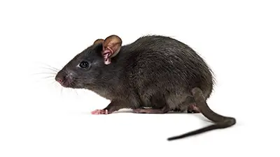 rat noir, deratisation lausanne, vaud