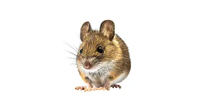souris