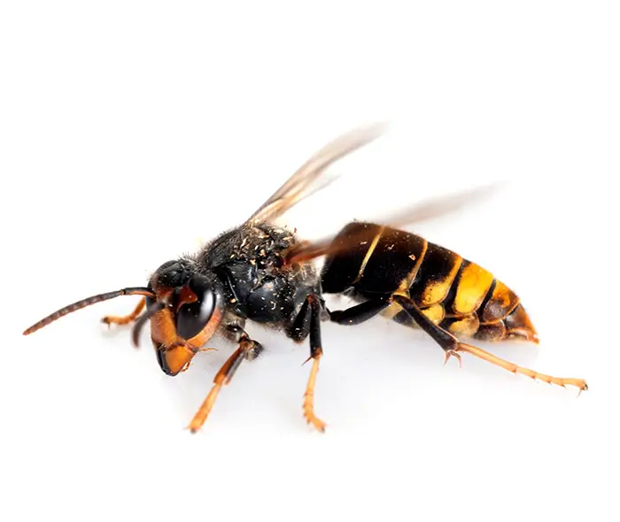 se débarrasser de nid de frelon asiatique lausanne