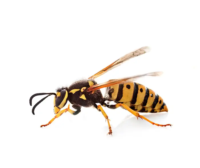 se débarrasser de nid de guepes lausanne, vaud