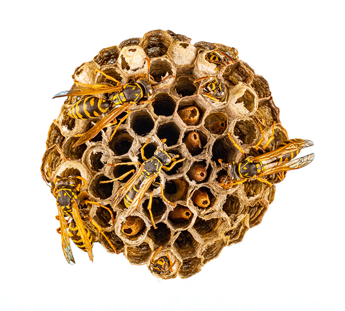 entreprise pour se débarrasser de nid de guêpes lausanne, vaud, geneve
