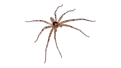 éliminer araignée tégénaire domestique lausanne, vaud