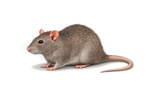rat