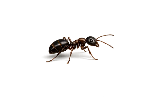traitement-fourmis-pour-entreprises-et-commerces-vaud